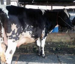 Friesian cow in bangladesh|ফ্রিজিয়ান জাতের গাভী -১৩৮
