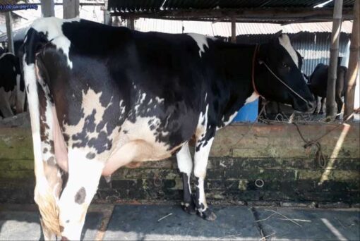 Friesian cow in bangladesh|ফ্রিজিয়ান জাতের গাভী -১৩৮ 3