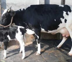 Friesian cow with bokna bachur|ফ্রিজিয়ান জাতের গাভী -১৪৩