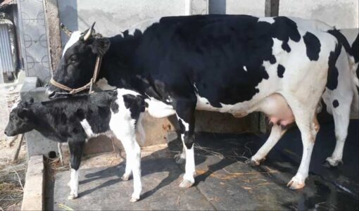 Friesian cow with bokna bachur|ফ্রিজিয়ান জাতের গাভী -১৪৩ 2
