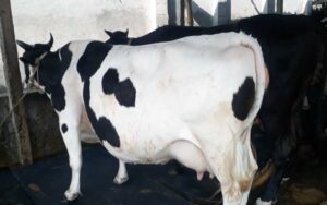 Friesian cow for sale|ফ্রিজিয়ান জাতের গাভী -১৩৬ 6