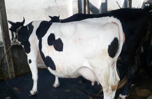 Friesian cow for sale|ফ্রিজিয়ান জাতের গাভী -১৩৬ 4