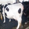 Friesian cow for sale|ফ্রিজিয়ান জাতের গাভী -১৩৬ 1