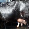 Australian cow in bangladesh|অষ্ট্রেলিয়ান জাতের গাভী -১৩৭ 2