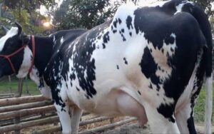 Holstein Friesian cow |ফ্রিজিয়ান জাতের গাভী -১৩৫ 3