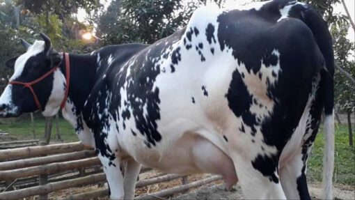 Holstein Friesian cow |ফ্রিজিয়ান জাতের গাভী -১৩৫ 2