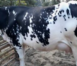 friesian cow