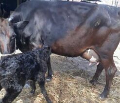 jersey cow with bokna bachur|জার্সি জাতের গাভী -১৪৭