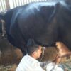 jersey cow with bokna bachur|জার্সি জাতের গাভী -১৪৪ 2