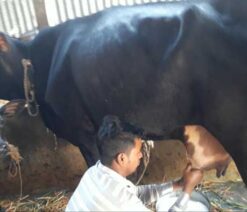 jersey cow with bokna bachur|জার্সি জাতের গাভী -১৪৪