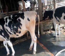 Two Friesian cow| ফ্রিজিয়ান জাতের বকনা বাছুর-১৪৬
