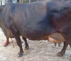 jersey cow