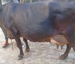jersey cow