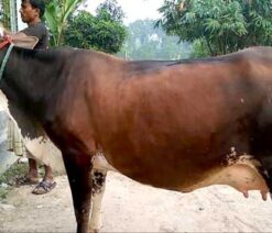 jersey cow