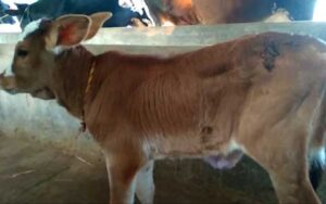 jersey cow for sale with 15 liter milk | জার্সি জাতের গাভী -১৩৩ 3