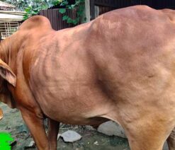cow for qurbani