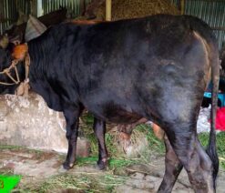cow for qurbani -eid003 | কুরবানীর ষাড়