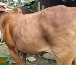 cow for qurbani