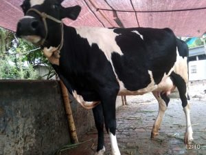 উন্নতমানের রানী সংকর গাভী