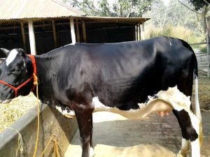 উন্নতমানের রাণী সংকর গাভী