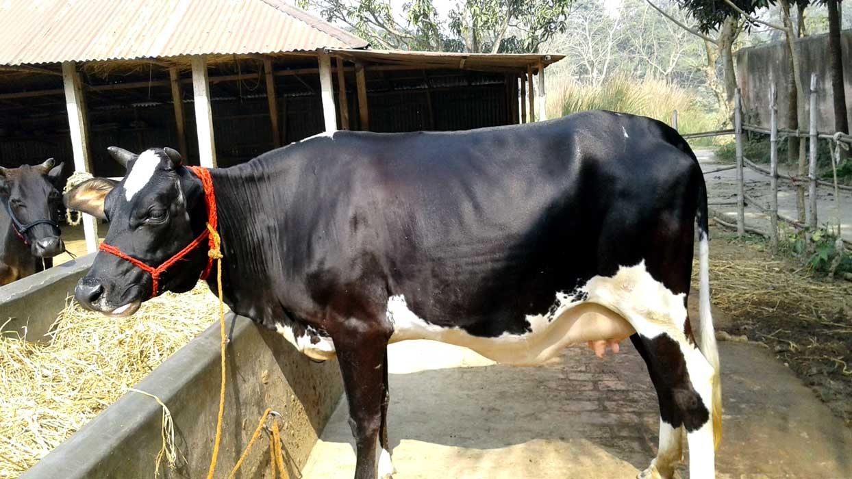 উন্নতমানের রাণী সংকর গাভী