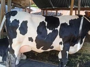 Holstein friesian cow