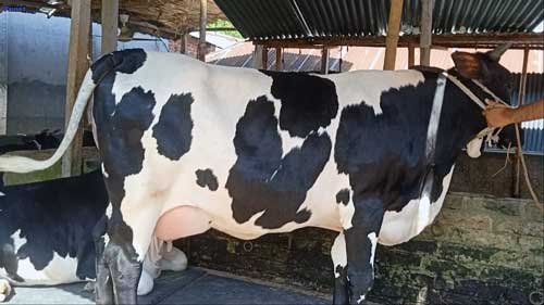 Holstein friesian cow