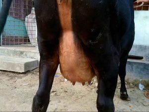 Friesian cow for sale
