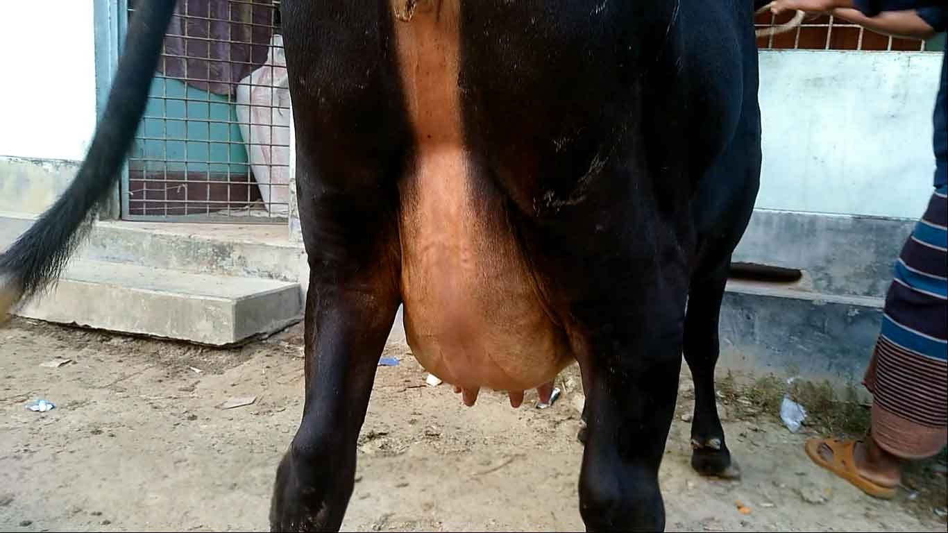 Friesian cow for sale