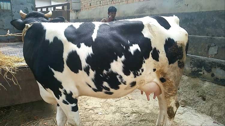Holstein friesian cow