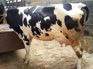 Holstein friesian cow