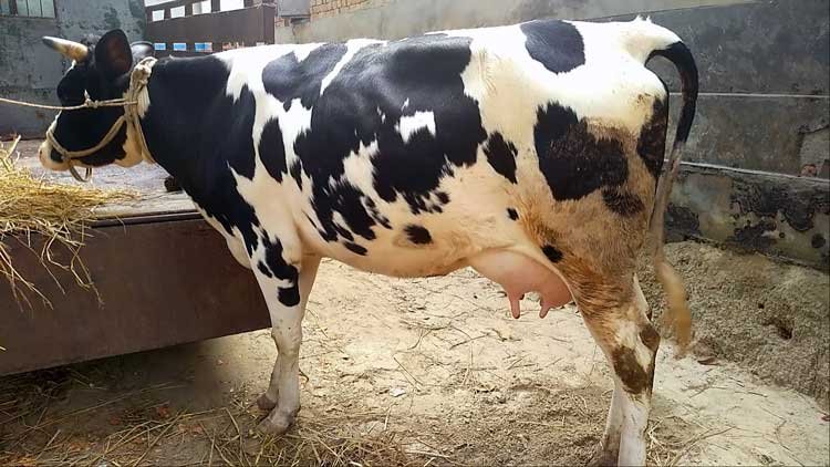 Holstein friesian cow