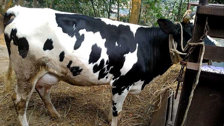 Holstein friesian cow