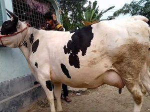 Holstein friesian cow