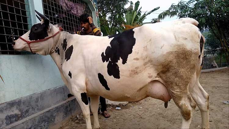 Holstein friesian cow