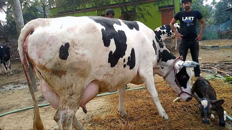 Holstein friesian cow