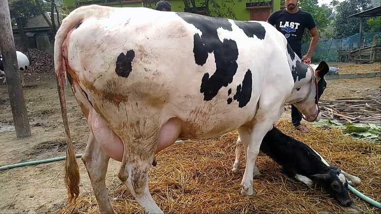 Holstein friesian cow