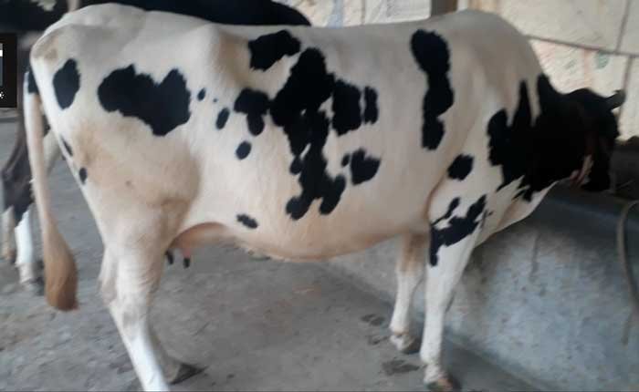 Friesian cow for sale in bangladesh|ফ্রিজিয়ান জাতের গাভী -১৩৯ - Gorurhaat - Gorurhaat
