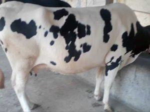Friesian cow for sale in bangladesh|ফ্রিজিয়ান জাতের গাভী -১৩৯ - Gorurhaat - Gorurhaat