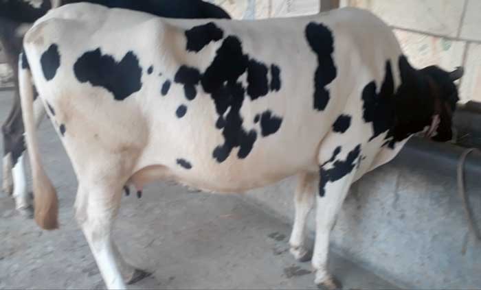Friesian cow for sale in bangladesh|ফ্রিজিয়ান জাতের গাভী -১৩৯ - Gorurhaat - Gorurhaat