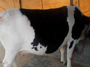 Friesian cow for sale in bangladesh|ফ্রিজিয়ান জাতের গাভী -১৪০ - Gorurhaat - Gorurhaat