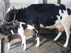 Friesian cow with bokna bachur|ফ্রিজিয়ান জাতের গাভী -১৪৩ - Gorurhaat - Gorurhaat
