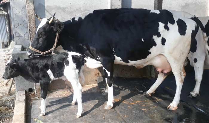 Friesian cow with bokna bachur|ফ্রিজিয়ান জাতের গাভী -১৪৩ - Gorurhaat - Gorurhaat