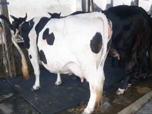 Friesian cow for sale|ফ্রিজিয়ান জাতের গাভী -১৩৬