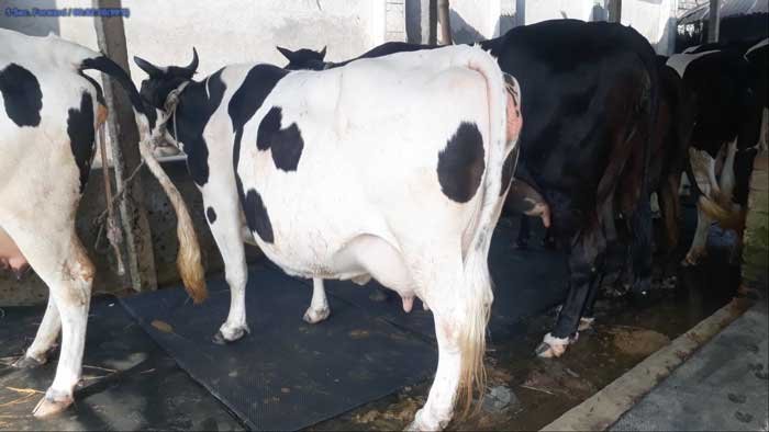Friesian cow for sale|ফ্রিজিয়ান জাতের গাভী -১৩৬