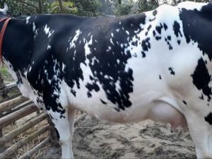 friesian cow