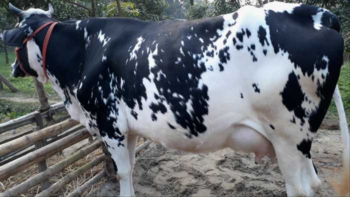 friesian cow