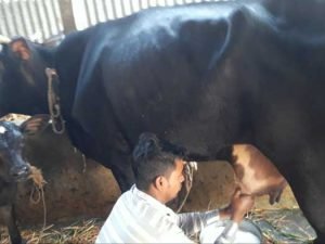 jersey cow with bokna bachur|জার্সি জাতের গাভী -১৪৪ - Gorurhaat - Gorurhaat