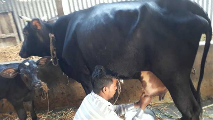 jersey cow with bokna bachur|জার্সি জাতের গাভী -১৪৪ - Gorurhaat - Gorurhaat