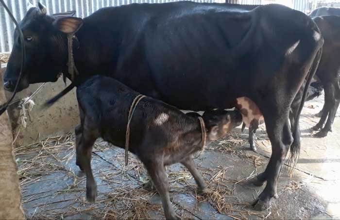 jersey cow with bokna bachur|জার্সি জাতের গাভী -১৪৪ - Gorurhaat - Gorurhaat